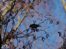 Blue Tit - Sikora Modraszka